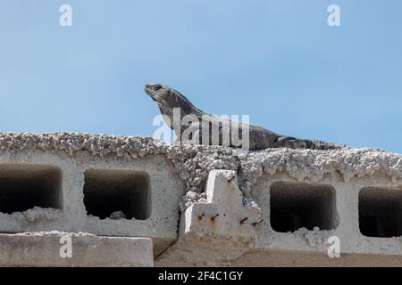 Male iguana baking in the sun on a cinderblock roof with a clear blue sky as the background. Ctenosaura similis, aka the black spiny-tailed iguana is Stock Photo