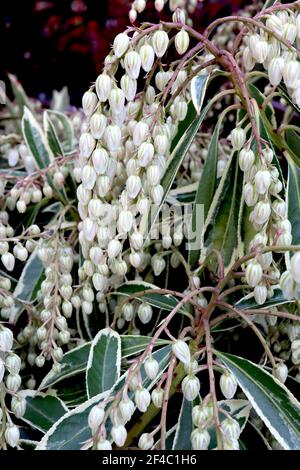 Pieris japonica 'Flaming Silver', LILY OF THE VALLEY SHRUB, ANDROMEDA ...