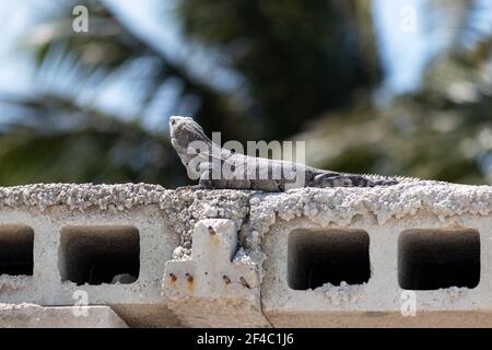 Ctenosaura similis, aka black spiny-tailed iguana - Iguana on a cinderblock roof in the heat with blurred palm fronds in the background Stock Photo