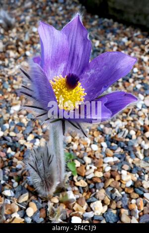 Pulsatilla halleri subsp slavica Slovak Pasqueflower – deep violet purple flower and silky dissected foliage,  March, England, UK Stock Photo