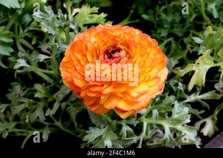 Ranunculus asiaticus Picotee Orange Persian buttercup – orange yellow picotee flowers with multi-layered petals, March, England, UK Stock Photo