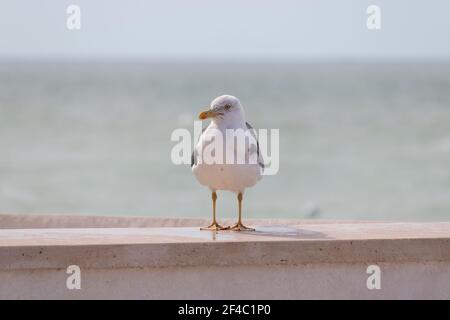 Lesser black-backed gull standing on a retaining wall - the ocean on a sunny day in the background Stock Photo