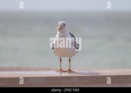 Lesser black-backed gull standing on a retaining wall - the ocean on a sunny day in the background Stock Photo