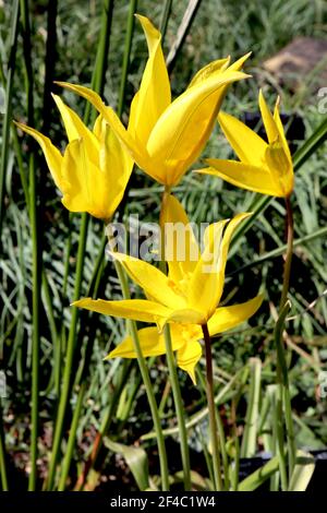 Tulipa sylvestris subsp sylvestris ‘Mount Zaghouan’  Species tulip 15 sylvestris tulip – yellow tulips with green stripe,  March, England, UK Stock Photo