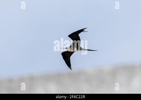 Magnificent frigatebird in flight over the sea - immature female Stock Photo