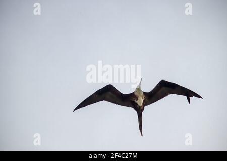 Magnificent frigatebird in flight, soaring over the sea - immature female Stock Photo