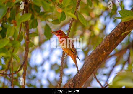 Immature Summer Tanager (Piranga rubra) in a tree on a sunny day in Mexico. His feathers will be all red once he matures. Stock Photo