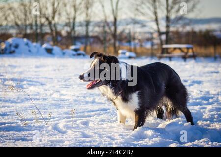 Border Collie in snow. Cute dog at snowy winter nature. Stock Photo
