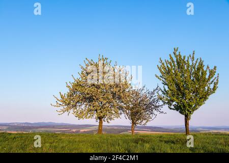 Blooming cherry trees in landscape. Beautiful fruit tree in nature at spring and clear sky Stock Photo