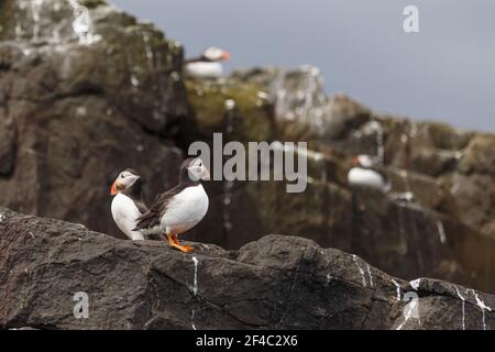 Two Puffins standing on sea cliffs, Northumberland, England