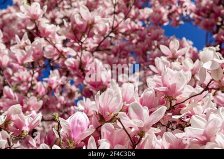 Lush blooming pink magnolia. Natural flower background Stock Photo