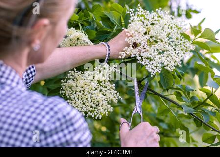Young woman cutting elderberry flower with scissors. Collect herb in nature. Stock Photo