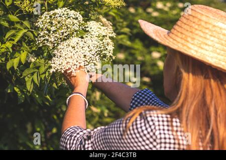 Woman harvesting elderberry flowers in nature. Collect elderflower for alternative medicine. Stock Photo