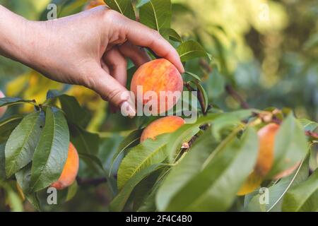 Woman harvesting peaches from peach tree in orchard. Homegrown produce of fruit in organic farm. Stock Photo