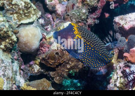 Spotted boxfish or trunkfish [Ostracion meleagris].  Tulamben, Bali, Indonesia. Stock Photo