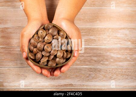 Hands holding sacha inchi peanut - Plukenetia volubilis Stock Photo