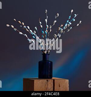Blooming willow branches in vase in red and blue neon lights Stock Photo