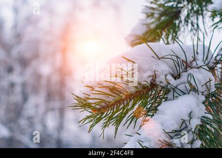 Snow-covered pine branches against the background of the morning sun Stock Photo