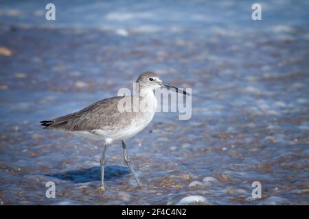 A willet standing in shallow water on the shorel. Stock Photo