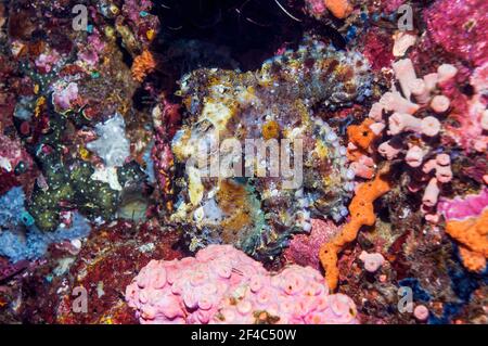 Very well camouflaged Day octopus [Octopus cyanea].  West Papua, Indonesia. Stock Photo