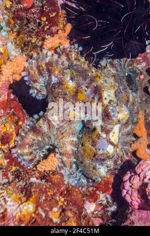 Very well camouflaged Day octopus [Octopus cyanea].  West Papua, Indonesia. Stock Photo