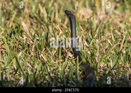 Black racer snake in a suburban yard Stock Photo
