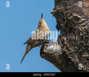 House Wren perched on a tree with head tilted up and tail down.
