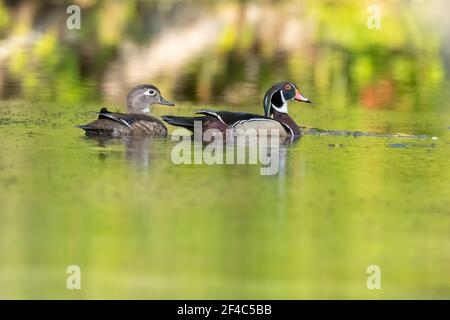 A pair of wood ducks swimming on the Silver River. Stock Photo