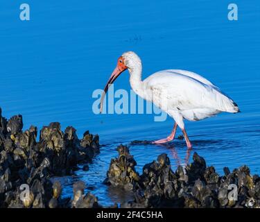 Mature white ibis foraging for food in shallow water. Stock Photo