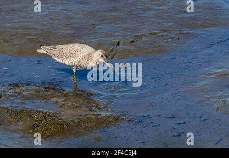 A willet foraging for food at the water's edge.