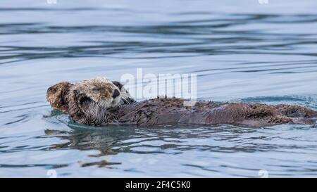 Mother sea otter and her pup floating in the water in Kamechak Bay in Alaska. Stock Photo