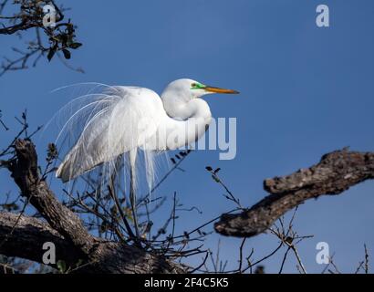 Portrait of a great egret in breeding plumage. Stock Photo