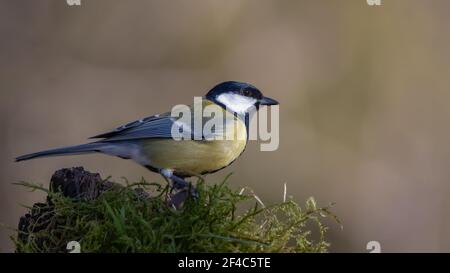 bird, natur, wild lebende tiere, ast, tier, blau, meise, kohlmeise Stock Photo