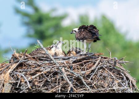 Osprey waiting in the nest with her chicks for lunch to arrive Stock Photo