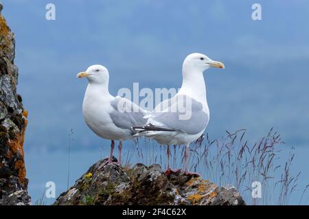 Two herring gulls standing on top of a rock with a blue background. Stock Photo