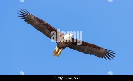 Adult bald eagle in flight against a clear blue sky.