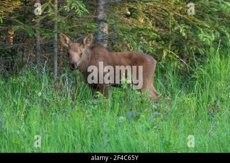 Moose calf on the Kenai peninsula in Alaska. Stock Photo