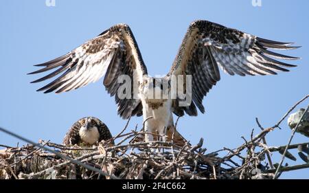 Young osprey hovering above its nest while its sibling looks on Stock Photo