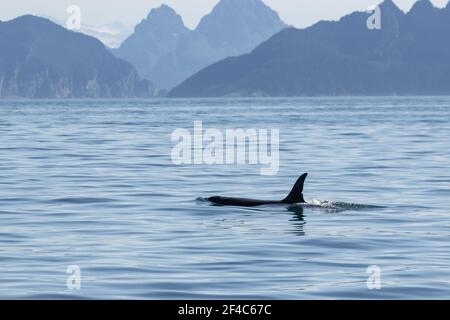 Orca in Kenai Fjords National Park with mountains in the background. Stock Photo