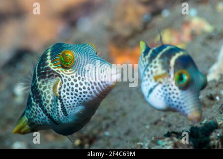 Valentini's sharp nosed puffer or Black-saddled toby [Canthigaster valentini] courting pair.  Tulamben, Bali, Indonesia.
