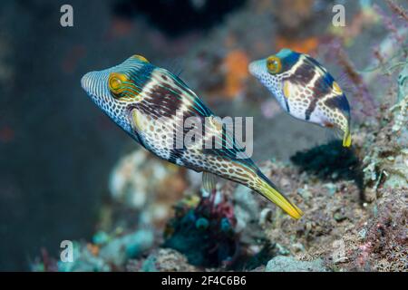 Valentini's sharp nosed puffer or Black-saddled toby [Canthigaster valentini] courting pair.  Tulamben, Bali, Indonesia. Stock Photo