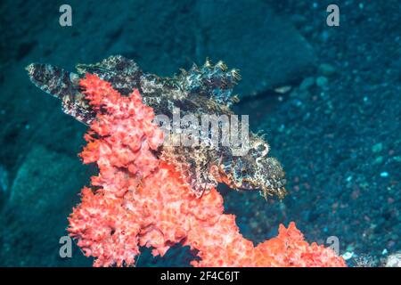 Tasseled scorpionfish [Scorpaenopsis oxycephala] perched on a sponge.  Tulamben, Bali, Indonesia. Stock Photo