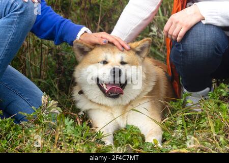 Akita Inu / Shiba Inu dog in the summer outdoors. Stock Photo