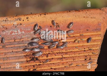 Common woodlice (Oniscus asellus), family Oniscidae. On the underside of a red roof tile on the ground in a Dutch garden. Netherlands, Spring, March Stock Photo