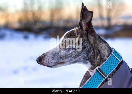 Whippet at winter. Portrait of dog head. Cute pet with collar Stock Photo