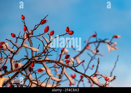 Red rosehip berries covered by snow, winter season in nature Stock Photo