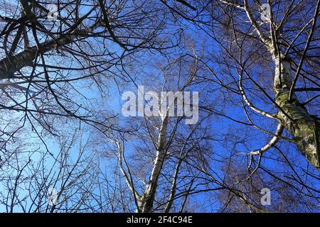 A wwodland scenee Looking up at the blue sky through silver birch branches Stock Photo