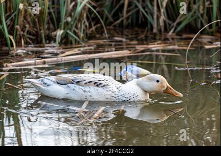 Leucistic mallard duck with lighter pigmentation. Leucism is a common cause of unusual plumage in waterfowl Stock Photo