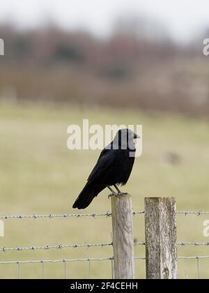 A carrion crow (Corvus corone) perched on a barbed wire fenceA carrion crow (Corvus corone) perched on a barbed wire fence at St Aidans an RSPB reserv Stock Photo