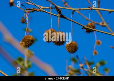 Fruits on the branches of a plane tree or platanus in the park, early spring on a warm sunny day, bright beautiful background. Stock Photo